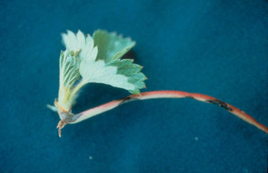 炭そ病のイチゴの茎1