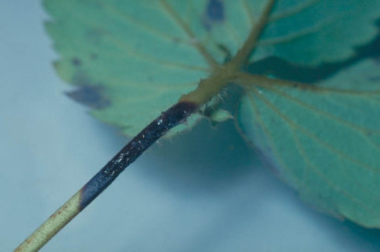 炭そ病のイチゴの茎2