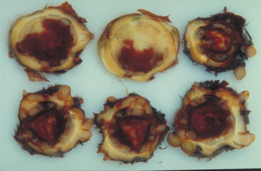 炭そ病のイチゴの根