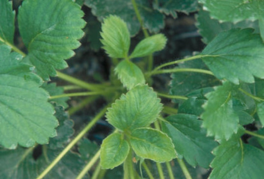 ウィルス病のトマトの葉1