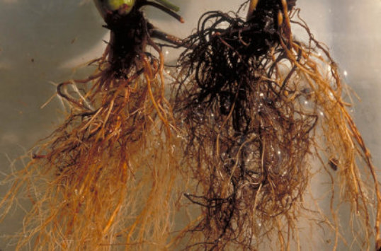 黒色根腐れ病のトマトの根