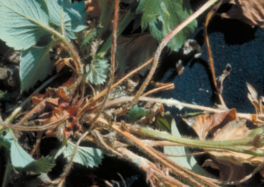 菌核病のトマトの茎