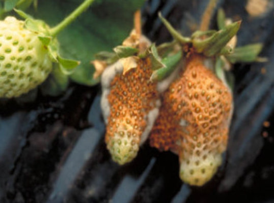 菌核病のトマトの実