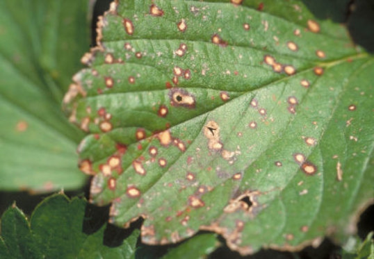 じゃのめ病のトマトの葉