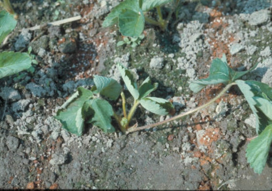 青枯病のトマトの葉