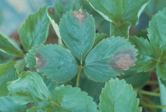 輪紋病のトマトの葉