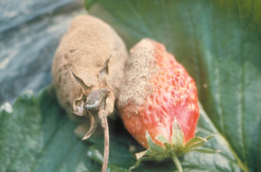 灰色かび病のトマトの実1