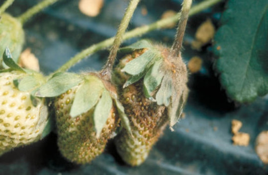 灰色かび病のトマトの実2