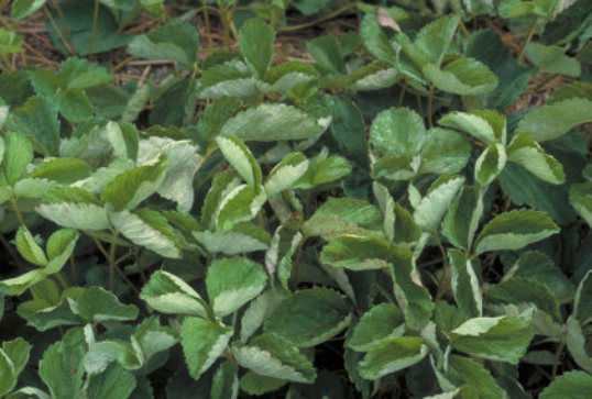 うどんこ病のトマトの葉1