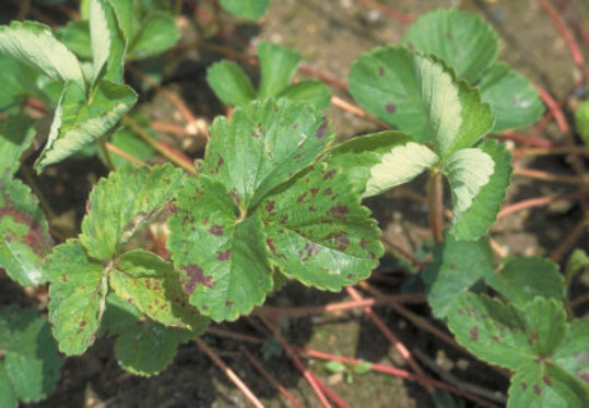 うどんこ病のトマトの葉2
