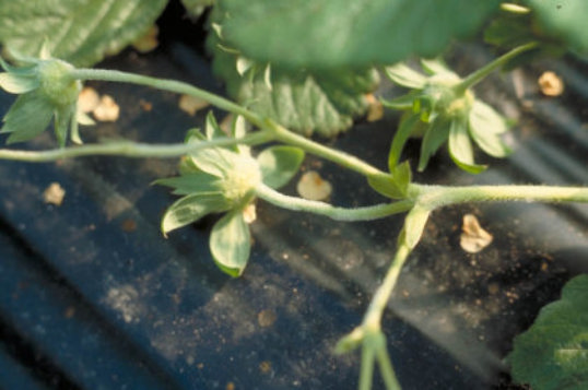 うどんこ病のトマトの葉3