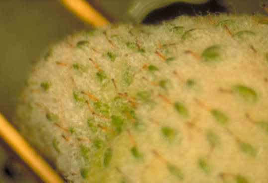 うどんこ病のトマトの実