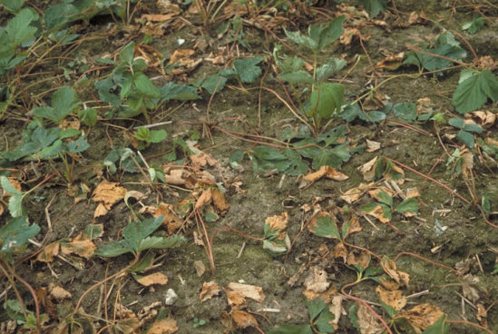 疫病のイチゴの葉2