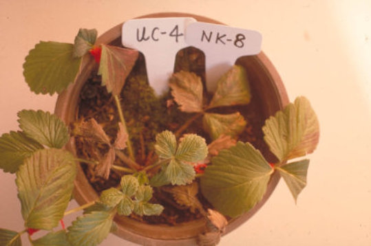 ウィルス病のトマトの葉2