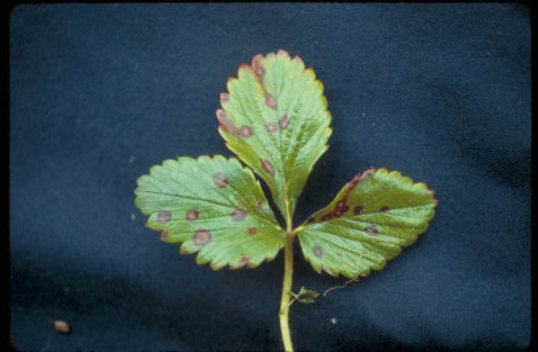 炭そ病のイチゴの葉