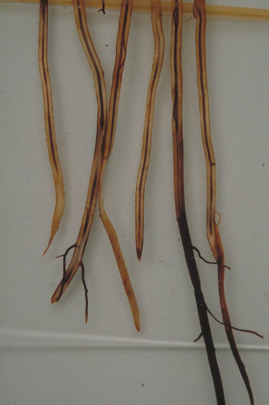 疫病のイチゴの根2