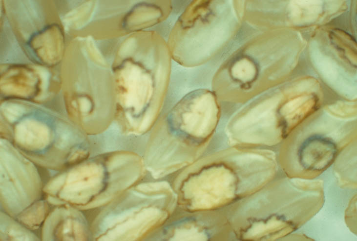 斑点米カメムシ類1