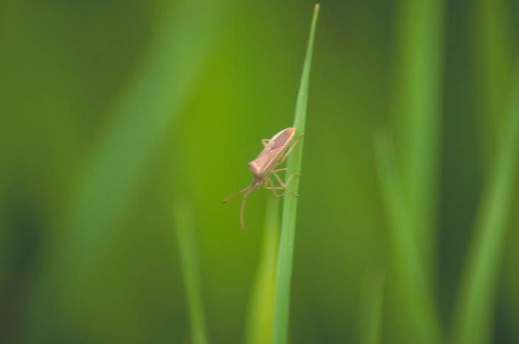 斑点米カメムシ類2
