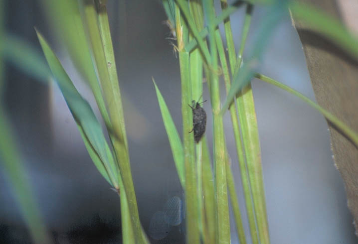 イネクロカメムシ