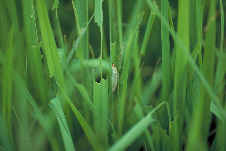 イチモンジセセリ