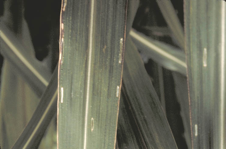 イネミズゾウムシ3