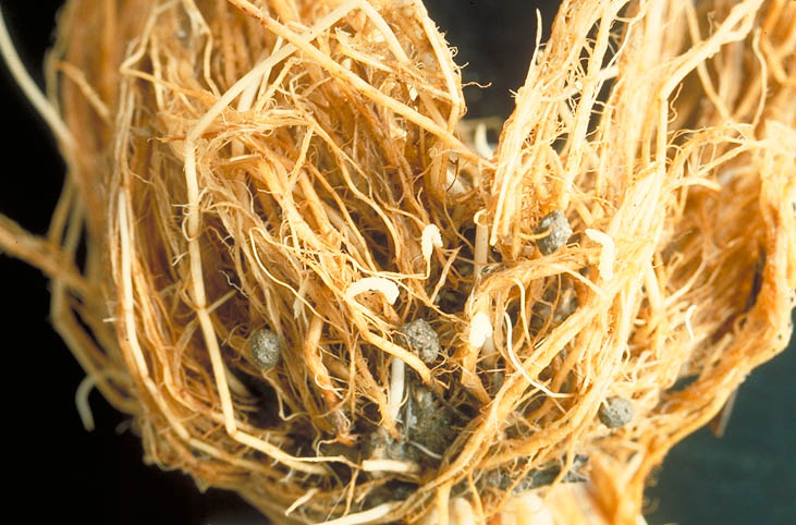 イネミズゾウムシ1