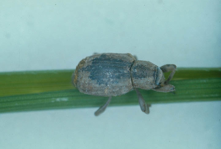 イネミズゾウムシ2