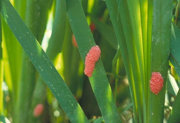 スクミリンゴガイ1