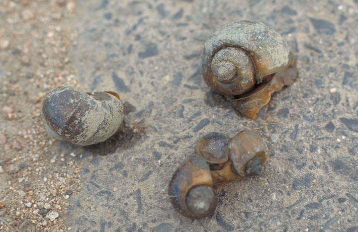 スクミリンゴガイ2