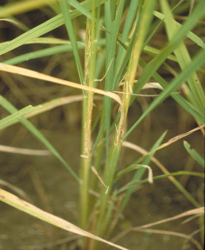 イナゴ類・クサキリ類