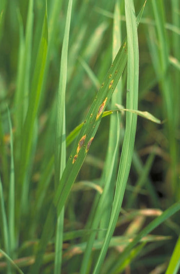 いもち病のイネの葉2