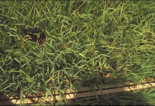 苗立枯病のイネの葉