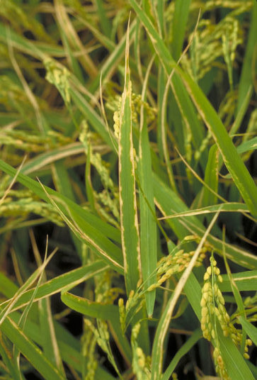 白葉枯病のイネの葉