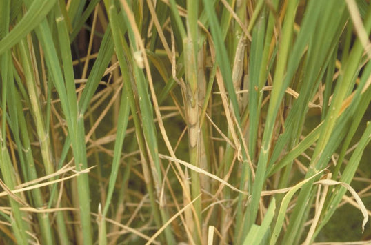 紋枯病のイネの葉