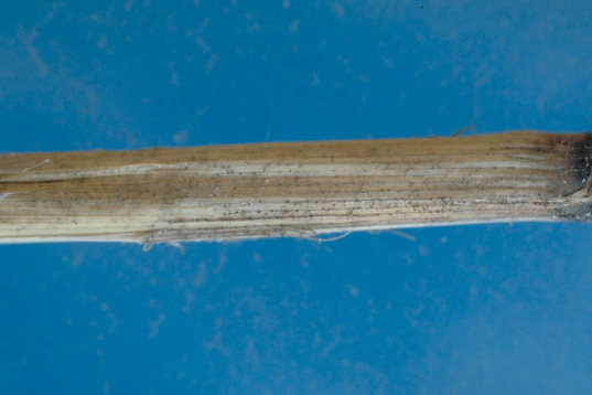 小粒菌核病のイネの葉