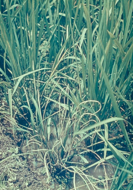 縞葉枯病のイネの葉