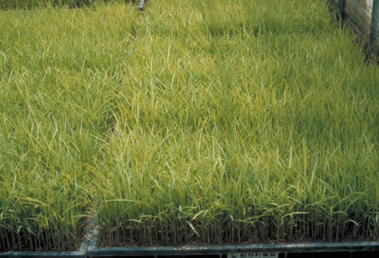 ばか苗病のイネ1