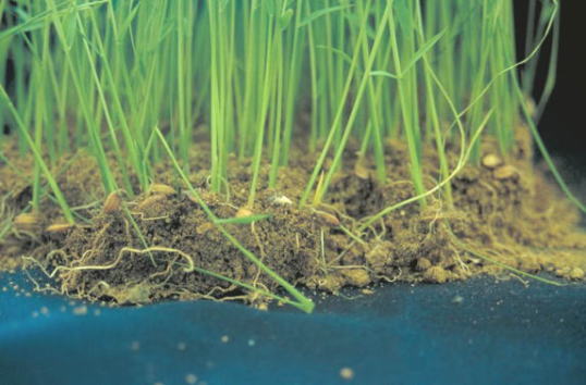 ばか苗病のイネ2