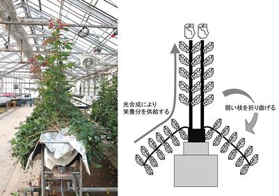 アーチング栽培の圃場写真と模式図