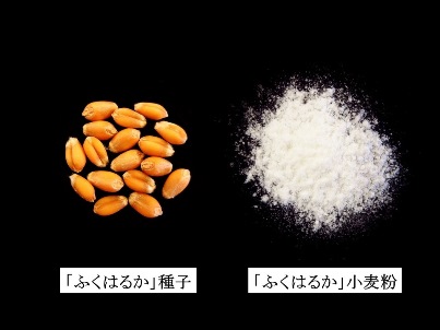 奈良県で栽培を奨励している小麦品種「ふくはるか」の種子（左）と小麦粉（右）
