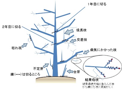 柿の樹を切り下げて低く仕立てるせん定例
