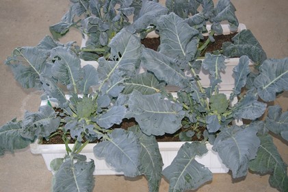 収穫の楽しみまであと数日