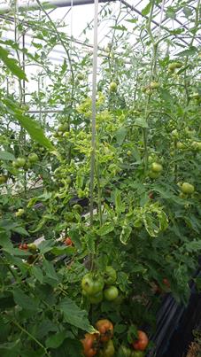 トマトのウイルスによる葉の縮れと生育抑制