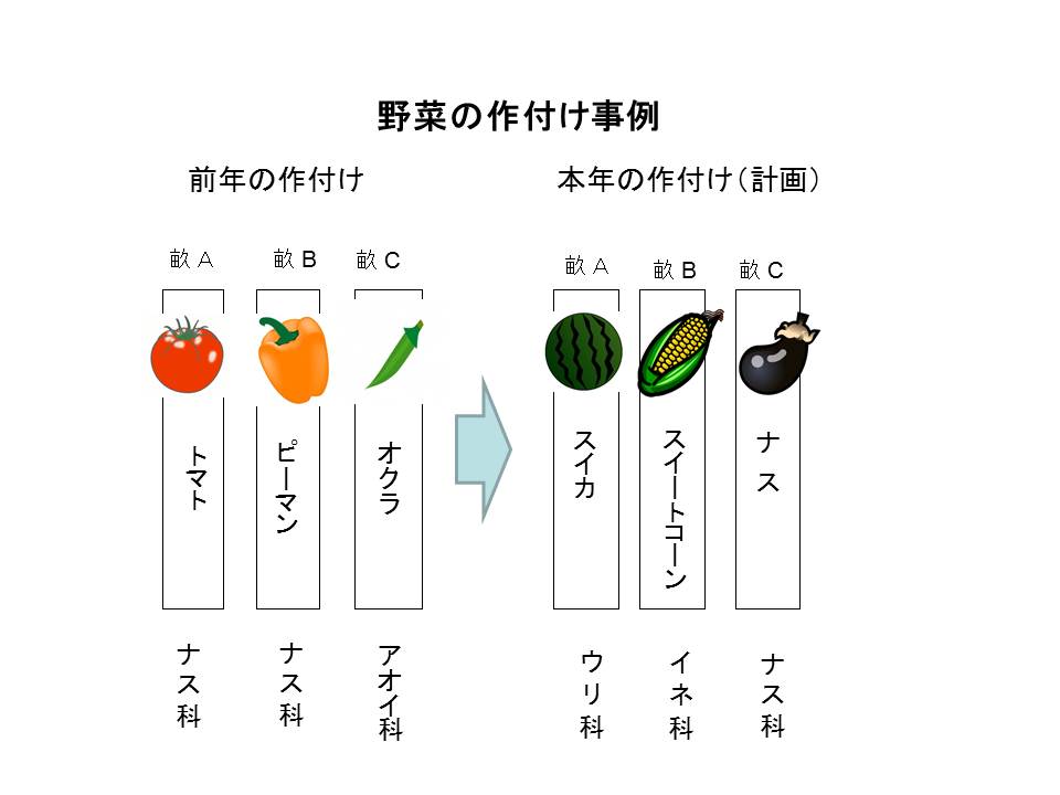 野菜の作付け例