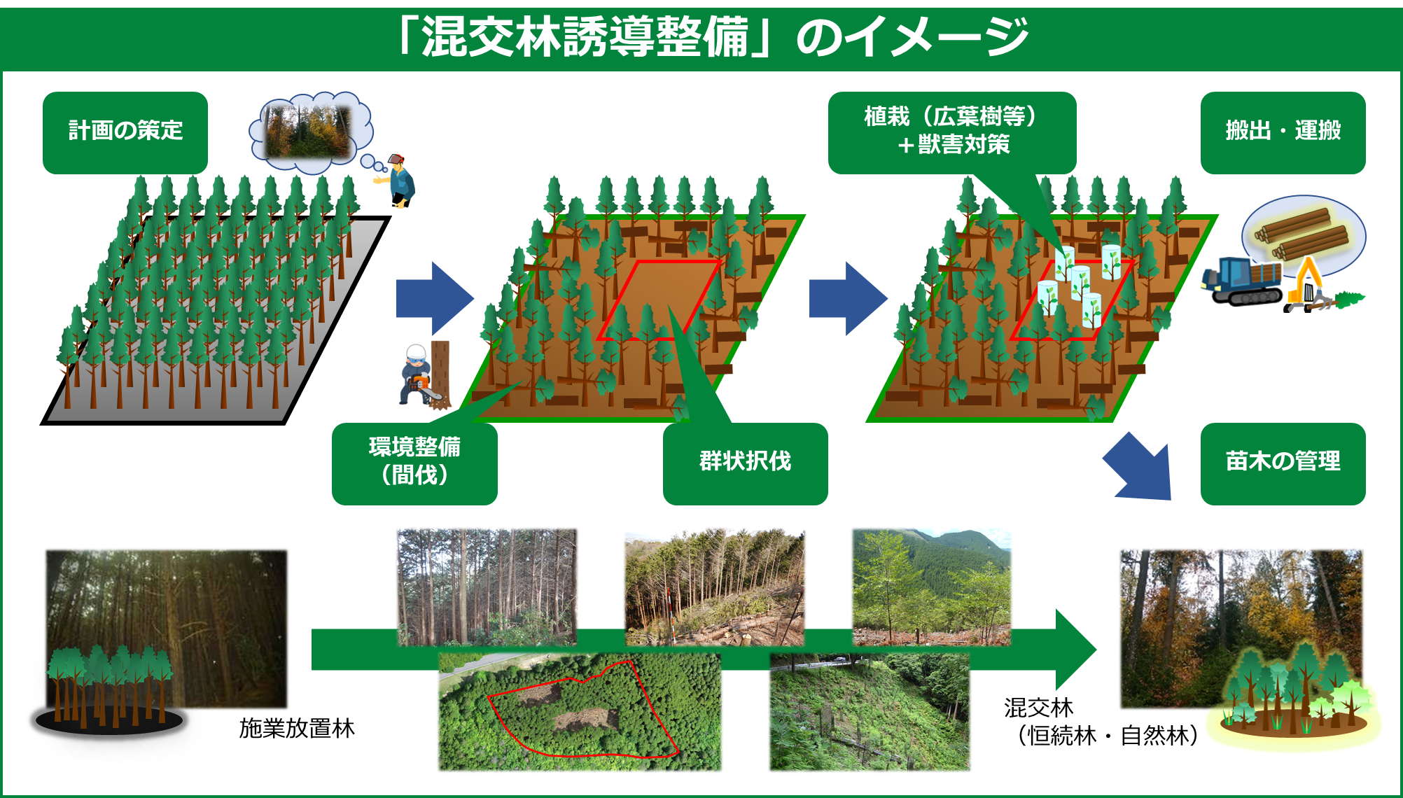 「混交林誘導整備」のイメージ