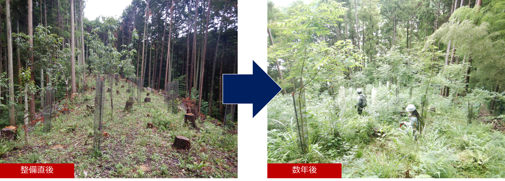 整備直後と数年後