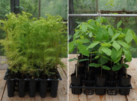 コンテナ苗1