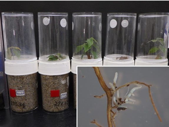 菌根菌を活用した苗木の成長促進方法