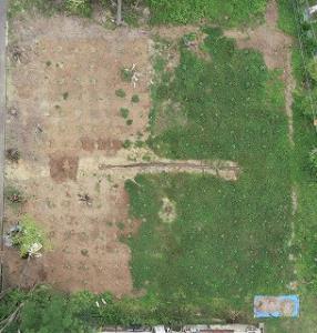 センター採種園全体