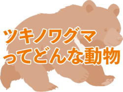 ツキノワグマってどんな動物